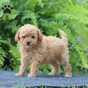 Joy, Bich-Poo Puppy