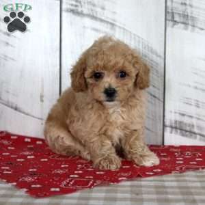 Joy, Toy Poodle Puppy