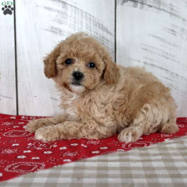 Joy, Toy Poodle Puppy