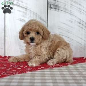 Joy, Toy Poodle Puppy