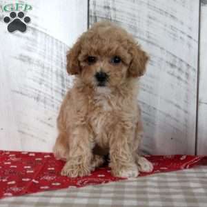 Joy, Toy Poodle Puppy