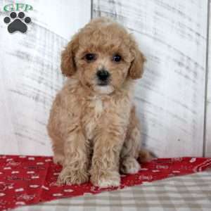 Joy, Toy Poodle Puppy