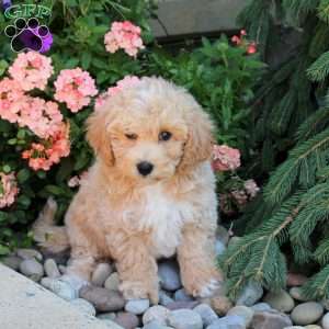 Judge, Bich-Poo Puppy