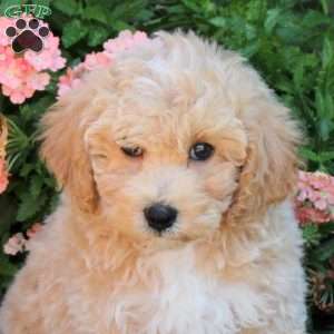 Judge, Bich-Poo Puppy