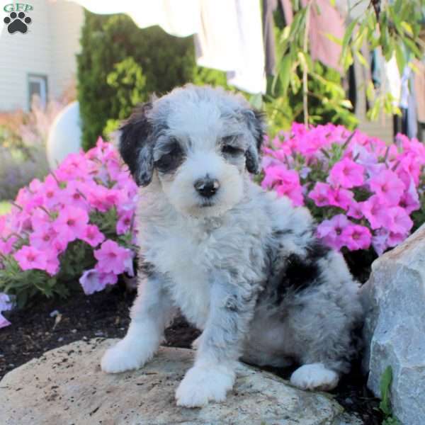 Judy, Bernedoodle Puppy