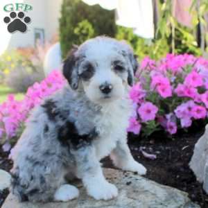 Judy, Bernedoodle Puppy