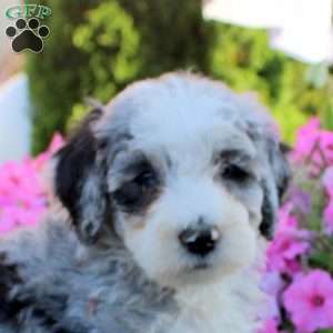 Judy, Bernedoodle Puppy