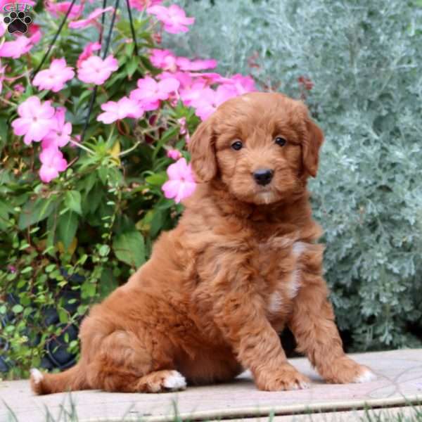 Judy, Mini Goldendoodle Puppy