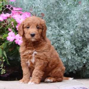 Judy, Mini Goldendoodle Puppy