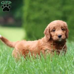 Judy, Mini Goldendoodle Puppy