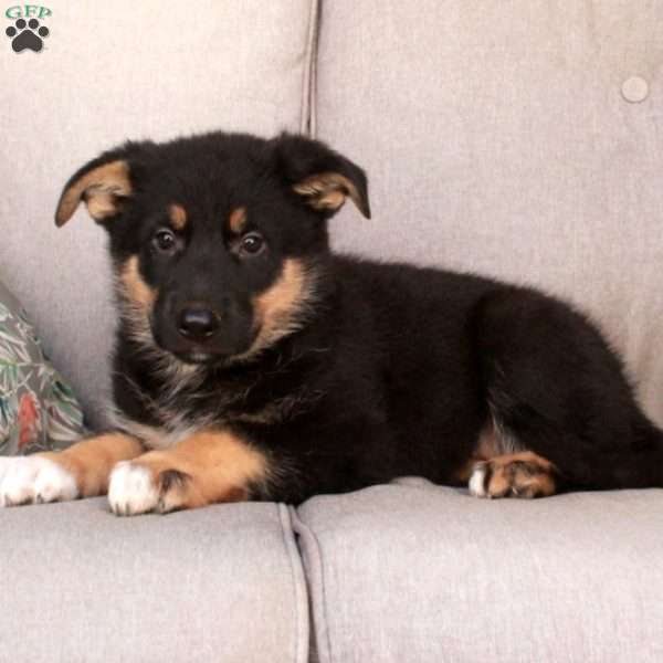 Julep, German Shepherd Mix Puppy