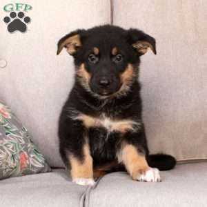 Julep, German Shepherd Mix Puppy
