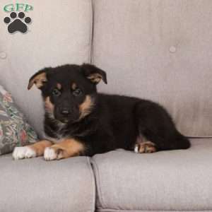 Julep, German Shepherd Mix Puppy