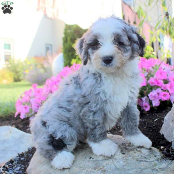 Julian, Bernedoodle Puppy