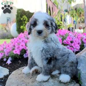Julian, Bernedoodle Puppy