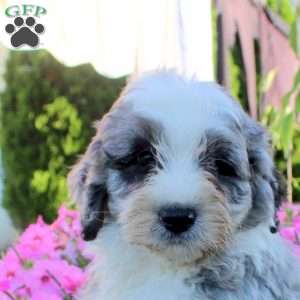 Julian, Bernedoodle Puppy