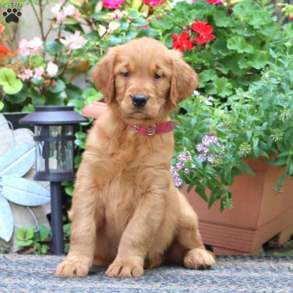 Julie, Golden Retriever Puppy