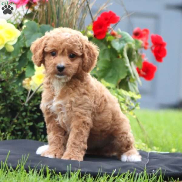 Julie, Mini Goldendoodle Puppy