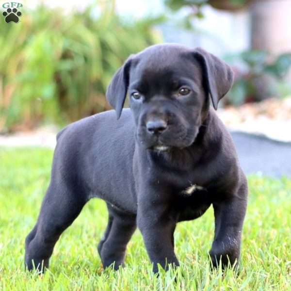 Julie, Cane Corso Puppy