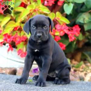 Julie, Cane Corso Puppy
