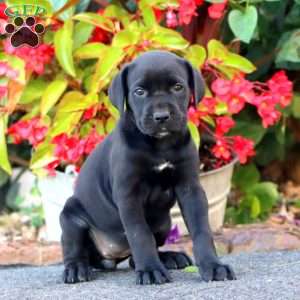 Julie, Cane Corso Puppy