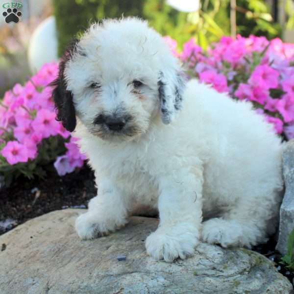 Juliet, Bernedoodle Puppy