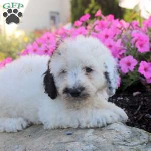 Juliet, Bernedoodle Puppy