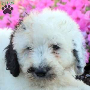 Juliet, Bernedoodle Puppy
