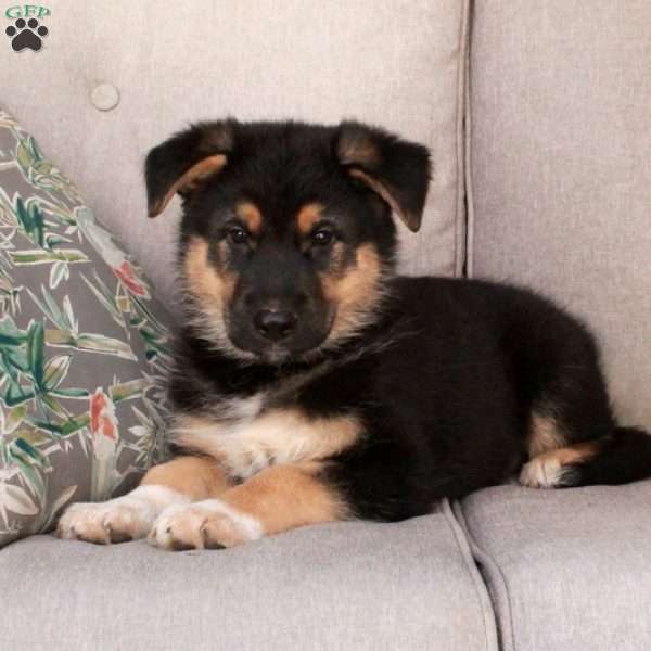 Jumper, German Shepherd Mix Puppy