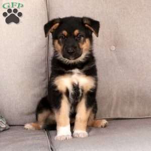 Jumper, German Shepherd Mix Puppy