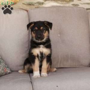 Jumper, German Shepherd Mix Puppy