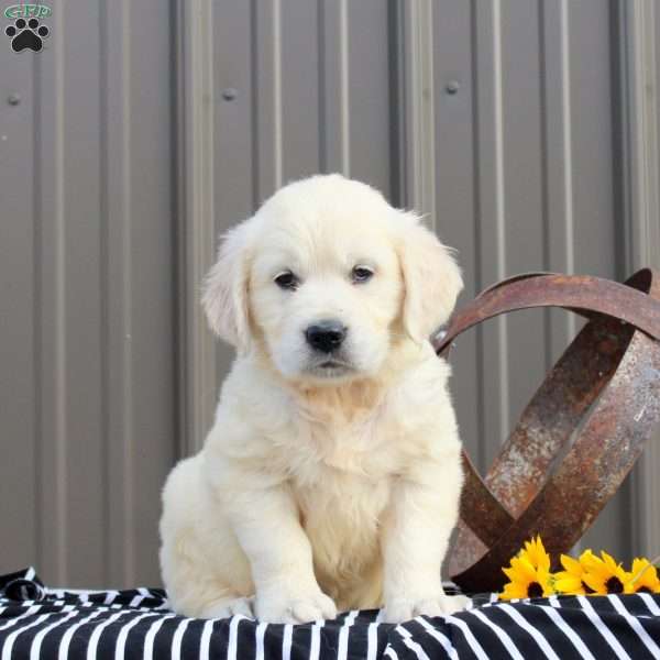 June, English Cream Golden Retriever Puppy