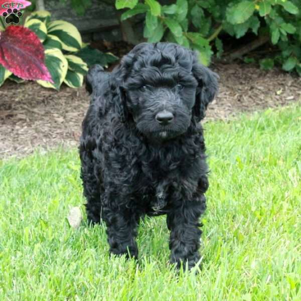 June, Goldendoodle Puppy