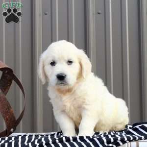 June, English Cream Golden Retriever Puppy