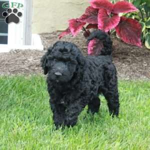 June, Goldendoodle Puppy