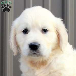 June, English Cream Golden Retriever Puppy