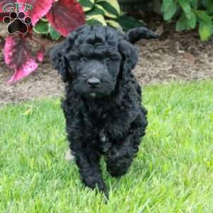 June, Goldendoodle Puppy