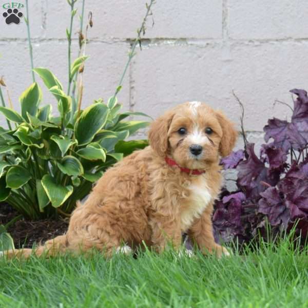 Junior, Miniature Poodle Mix Puppy