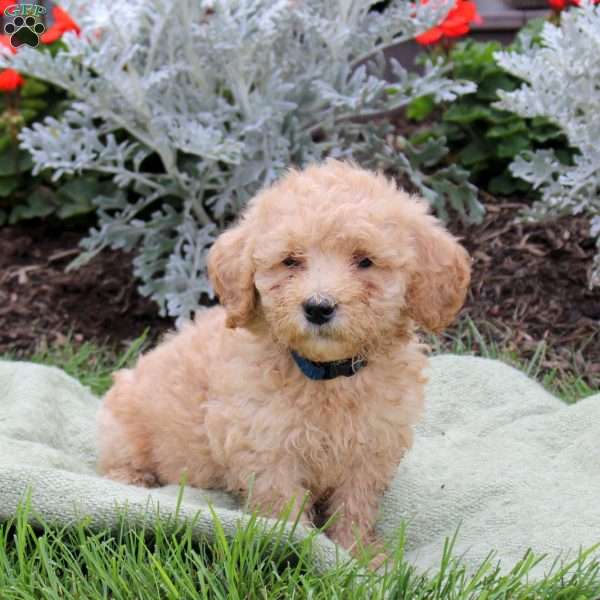 Juniper, Mini Goldendoodle Puppy