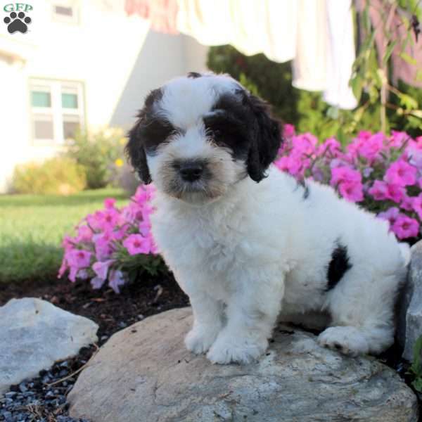 Juniper, Bernedoodle Puppy