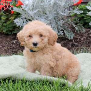Juniper, Mini Goldendoodle Puppy