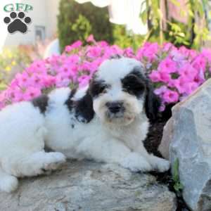 Juniper, Bernedoodle Puppy