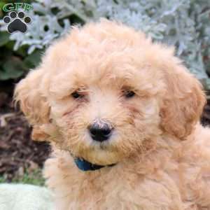 Juniper, Mini Goldendoodle Puppy
