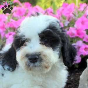 Juniper, Bernedoodle Puppy