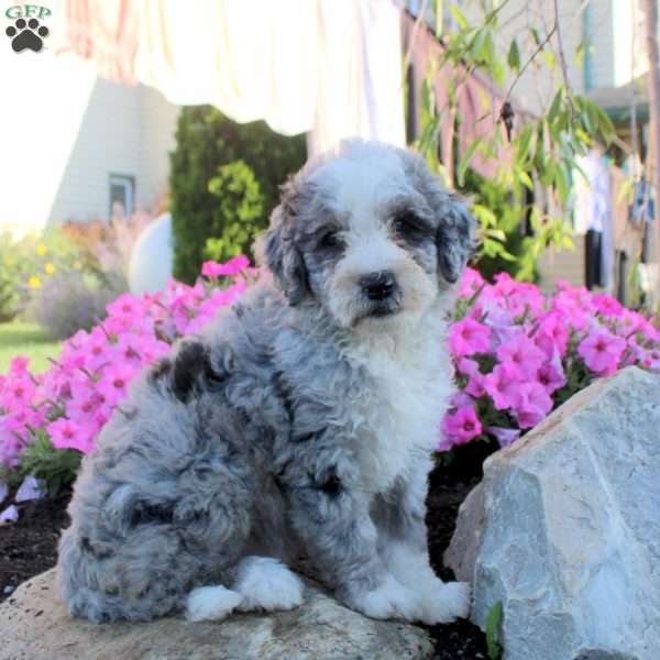Juno, Bernedoodle Puppy