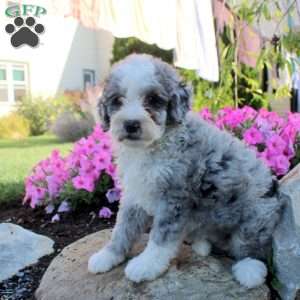 Juno, Bernedoodle Puppy