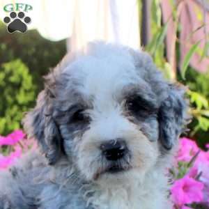 Juno, Bernedoodle Puppy