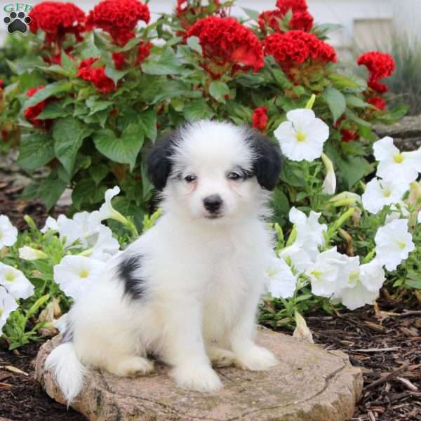 Justin, Maltipoo Puppy