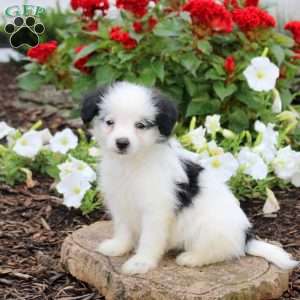 Justin, Maltipoo Puppy
