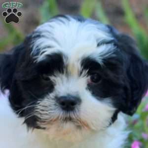 Justin, Teddy Bear Puppy
